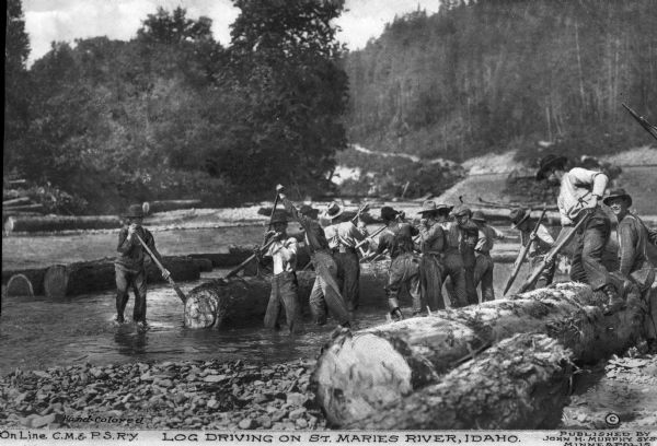 View from shoreline of log driving, with a large group of men using long poles to transfer logs from the land into the waterway. Logs can be seen in the background moving downstream, with forests on both sides. Caption reads: "On Line C. M. & P.S.R'y.  Log Driving On St. Marie's River, Idaho.  