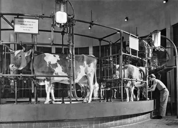 A Guernsey cow exhibition at the 1939 World's Fair in New York City, New York. Milking equipment is being used on the cows, who stand in a circular paddock. A man is using milking equipment on one of the cows. The sign near one cow reads: "Natalie of Penn Villa Guernsey- Age: 5 Owner: H.R. Penney Granville, Ohio."