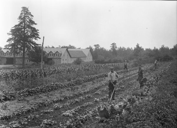 A view of the garden, with four men tending to the plants. In the background to the left are two large outbuildings connected by a smaller structure.