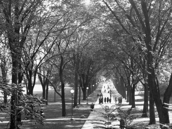 A view of a tree-lined walkway at the University of Illinois. Groups and individuals, males and females, stroll or stand on the path.