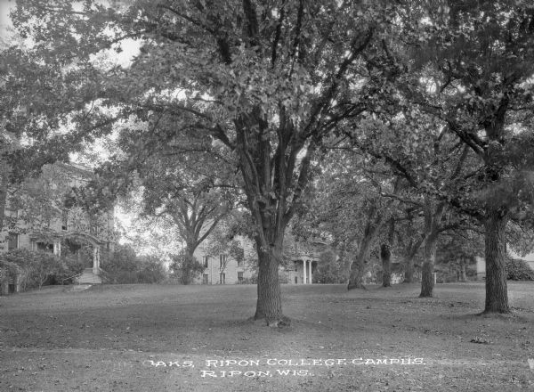 View across wide lawn with large oak trees toward campus buildings at Ripon College, including West Hall. Caption reads: "Oaks, Ripon College Campus, Ripon, Wis."