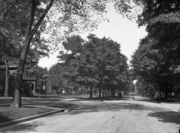 A view of tree-lined Chapman Street. Houses with broad lawn are behind tree on the left, and two carriages can be seen farther down the road.