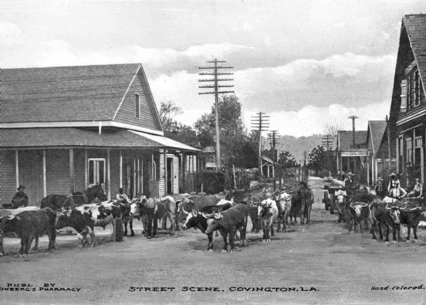View of cattle being driven down a street. Caption reads: "Street Scene, Covington, LA."