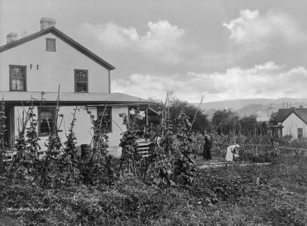 Two women and a child are pictured in the yard of a home in a company town of Consolidated Coal Company. In front of the home, bean plants are being grown around wooden supports. Another homestead and garden growing corn are on the right.