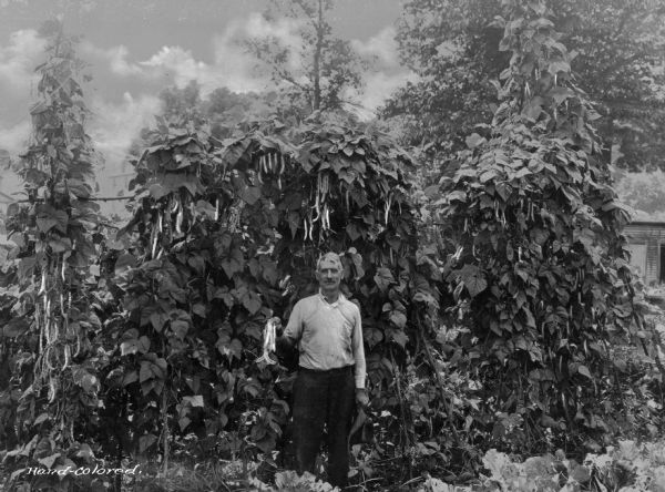 A man stands in front of several very tall bean plants. Photograph taken in a company town of Consolidated Coal Company.