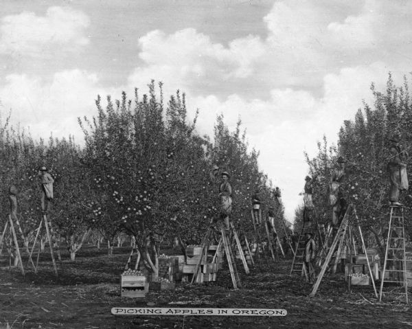 Apple pickers at work in an orchard. Text on photograph reads: "Picking Apples In Oregon."