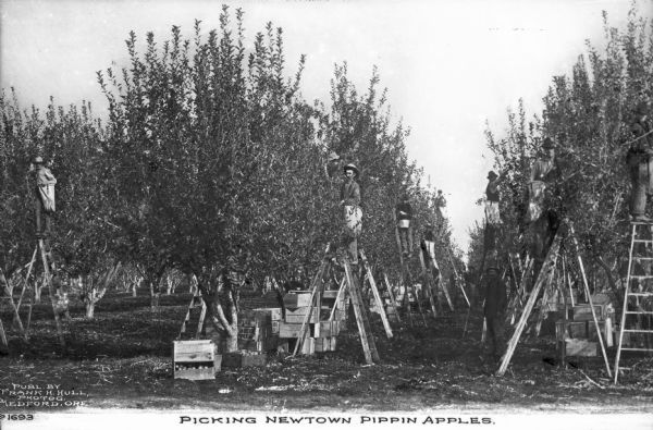 Agricultural workers pick Newton Pippin apples in an orchard. Text on photograph reads: "Picking Newton Pippin Apples."