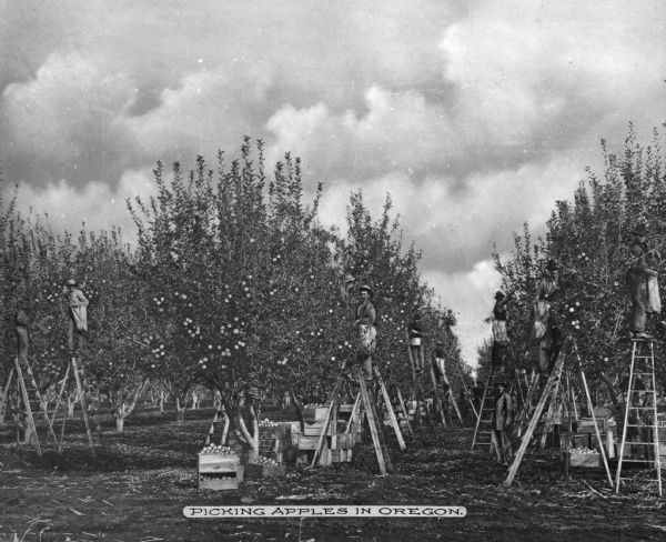 Agricultural workers pick apples. Text on photograph reads: "Picking Apples In Oregon."