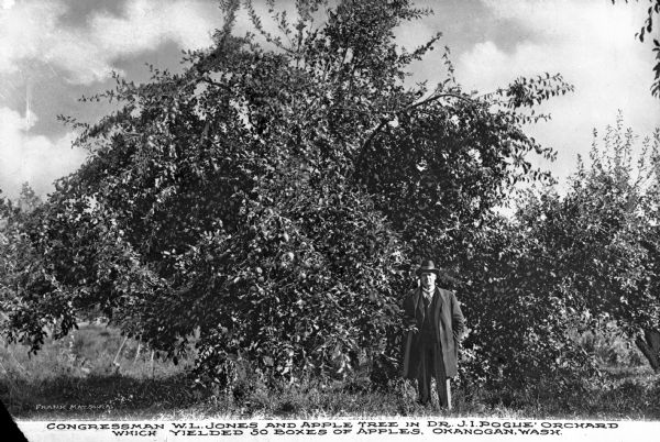 Congressman W.L. Jones poses in an apple orchard. Text on photograph reads: "Congressman W.L. Jones And Apple Tree In Dr. J.I. Pogue' Orchard Which Yielded 50 Boxes Of Apples, Okanogan, Wash."