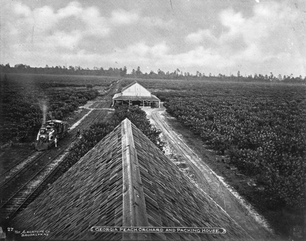 Elevated view of a peach orchard and packing house. The roof of a building is in the foreground. Railroad tracks on the left run through the orchard, and a locomotive is sitting near the orchards with two men standing nearby. Text on photograph reads: "Georgia Peach Orchard And Packing House."