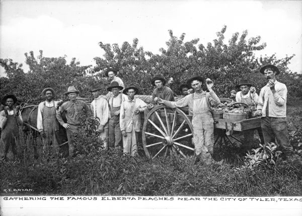 Agricultural workers pose in an Elberta peach orchard. They pose with a horse-drawn cart carrying baskets of peaches, and some of the men are holding peaches. Caption reads: "Gathering The Famous Elberta Peaches Near The City Of Tyler, Texas."