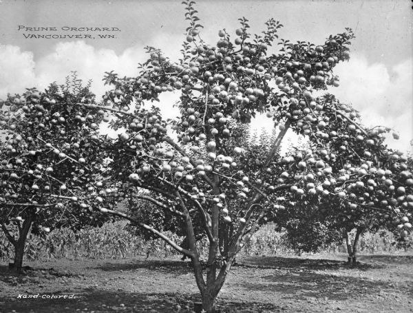 View of a prune orchard. Corn is growing in the background. Caption reads: "Prune Orchard, Vancouver, Wn."
