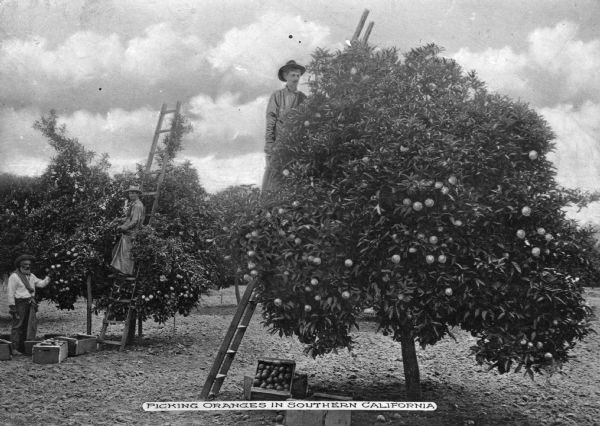 Three men are shown picking oranges in an orchard. Two of the men use ladders to pick the fruit, and another stands on the ground nearby. Caption reads: "Picking Oranges In Southern California."