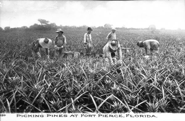 Several men picking pineapples in a field. A tree line and two houses are in the distance. Caption reads: "Picking Pines At Fort Pierce, Florida."