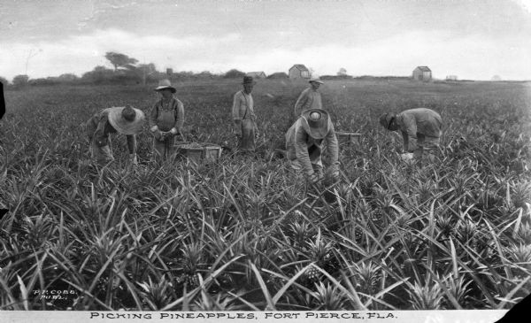 Several men pick pineapples in a field. A tree line and two houses are in the distance. Caption reads: "Picking Pines At Fort Pierce, Florida."