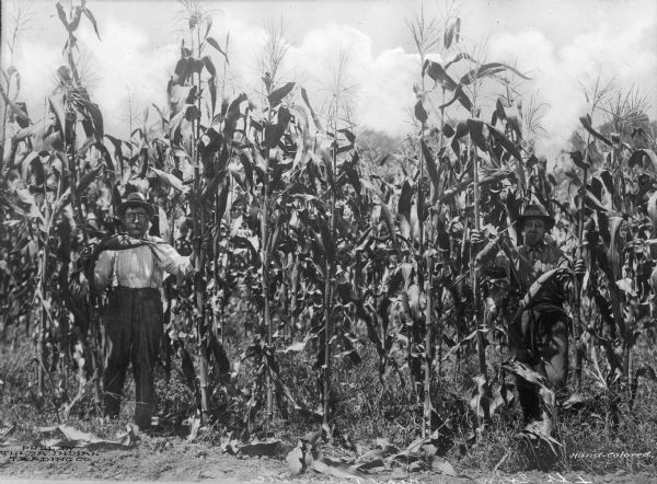 Two men pose in a cornfield with very tall corn stalks.