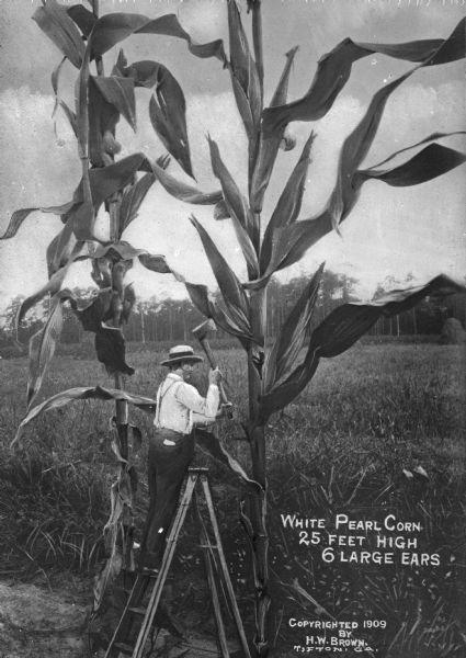 View of a man standing on a ladder, using an axe on a stalk of white pearl corn which is claimed to be 25 feet tall, somewhere in Georgia. A field is in the background. Caption reads: "White Pearl Corn 25 Feet High 6 Large Ears."