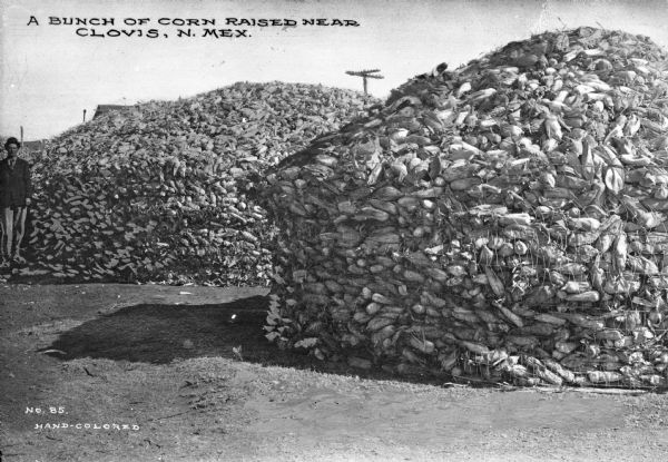 A man stands near two large piles of harvested corn. The corn is held in place with wire. Caption reads: "A Bunch Of Corn Raised Near Clovis, N. Mex."