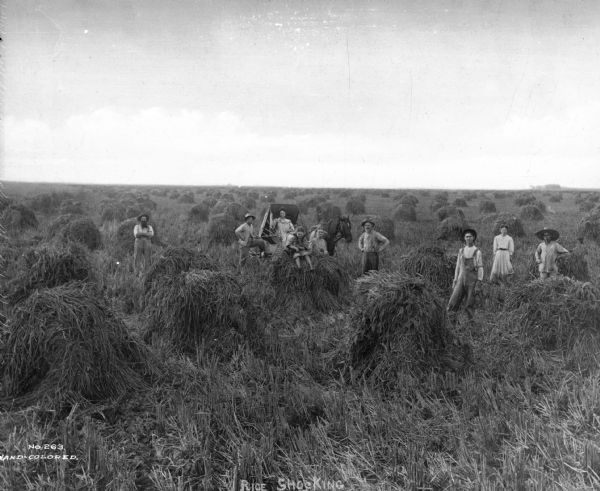 Group portrait of people posing in a rice field, where they have been shocking the rice. A woman sits in a horse-drawn carriage, and in front of her, a young girl poses with a puppy. Caption reads: "Rice Shocking."