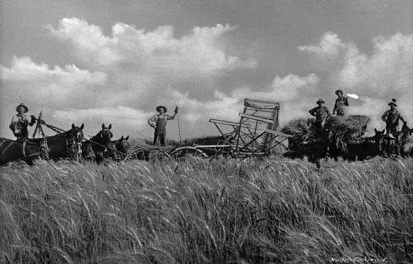 Several men are shown using harvesting machinery in a field of wheat. Several teams of horses are pulling the machinery.