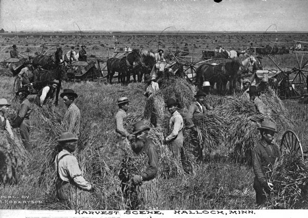 Agricultural workers harvest wheat. Several teams of horses are pulling harvesting machinery. Workers gather the wheat into bundles. Caption reads: "Harvest Scene, Hallock, Minn."