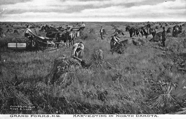 Agricultural workers harvesting wheat. Several teams of horses are pulling agricultural machinery while workers gather the wheat into bundles. Caption reads: "Grand Forks, N.D. Harvesting In North Dakota."