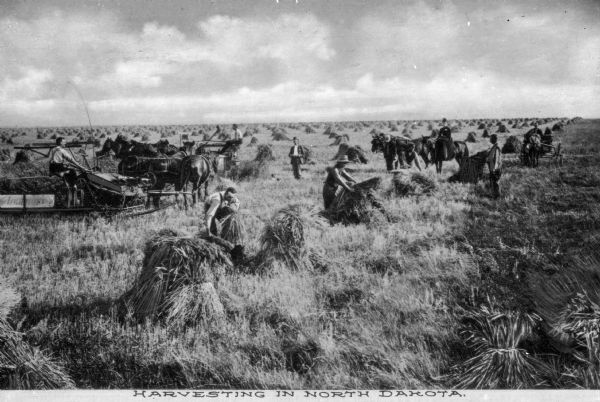 Agricultural workers harvesting wheat. Several teams of horses are pulling agricultural machinery while workers gather the wheat into bundles. Caption reads: "Harvesting In North Dakota."