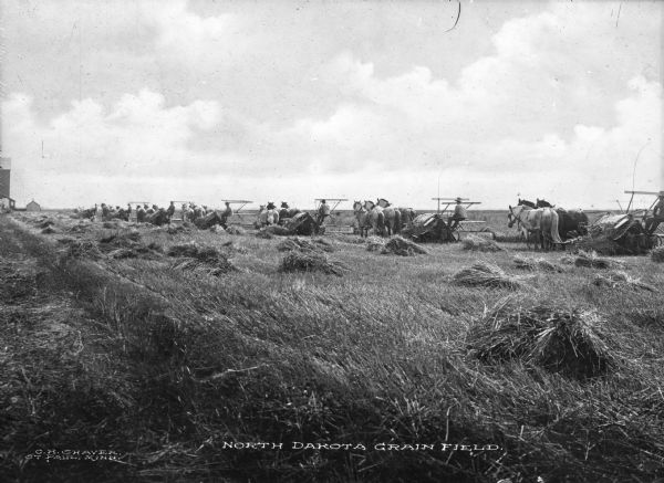 View of workers using teams of horses to harvest grain. The horses pull agricultural machinery which harvests the grain. A barn and another farm building are in the distance. Caption reads: "North Dakota Grain Field."