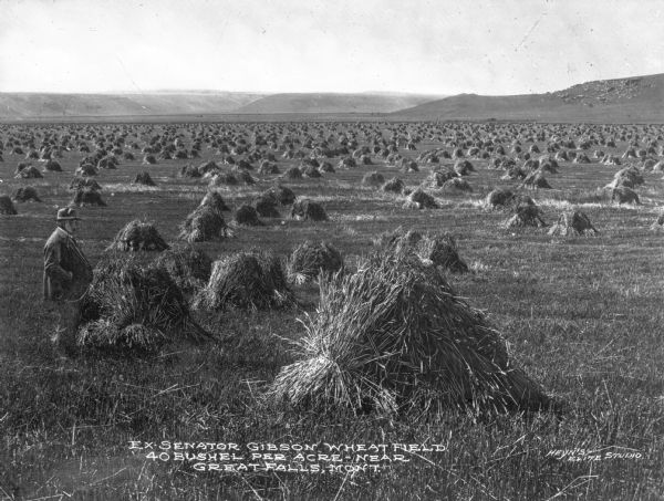 A man poses in a harvested wheatfield. Harvested wheat lies in bundles in the field. In the distance is hilly land. Caption reads: "Ex-Senator Gibson Wheatfield. 40 Bushel Per Acre- Near Great Falls, Mont."