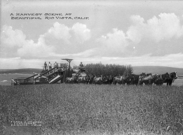 View of a large team of horses pulling harvesting equipment. Several men are on the harvester. Caption reads: "A Harvest Scene At Beautiful Rio Vista, Calif."