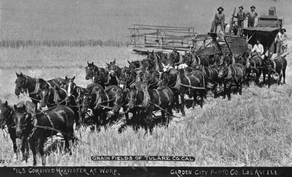 A large team of horses or mules is shown pulling a harvester through a grain field in. Several men are on the harvester. Caption reads: "Grain Fields Of Tulare Co. Cal." "#145 Combined Harvester At Work."