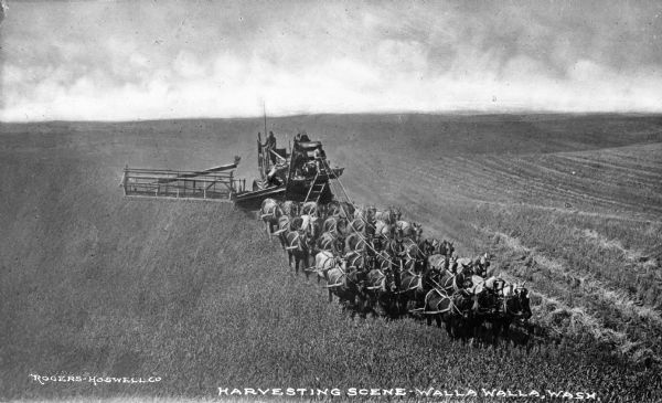A large team of mules is shown pulling a harvesting machine in a field of grain. Several agricultural workers are on the harvesting machine. Caption reads: "Harvesting Scene — Walla Walla, Wash."