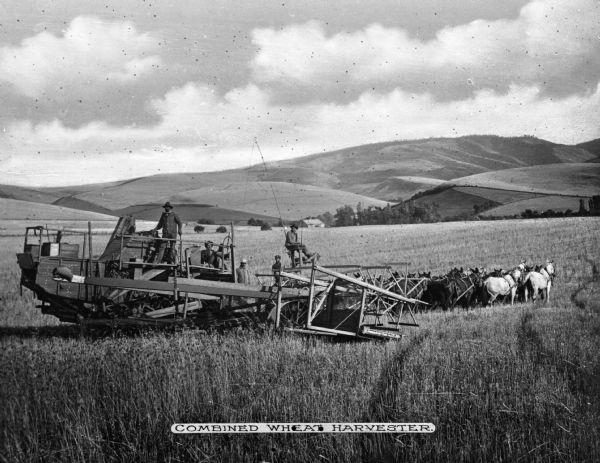 A team of mules pulling a combined wheat harvester, location unknown. Several agricultural workers are on and near the harvesting machine. What may be a small farmhouse is at the foot of a large hill. Caption reads: "Combined Wheat Harvester."