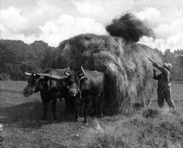 A man is piling hay onto a wagon pulled by oxen.