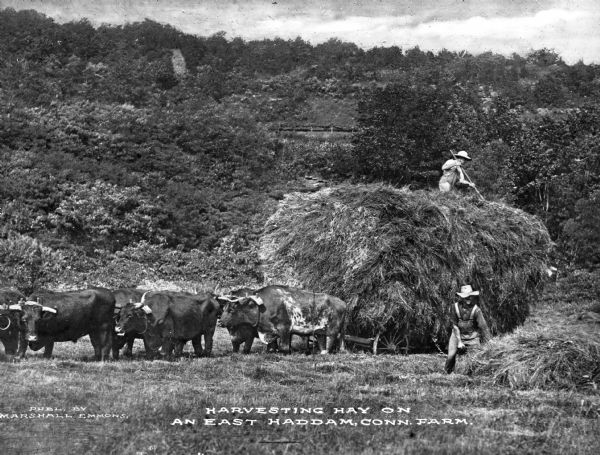 Two men are shown harvesting hay, loading it onto a wagon pulled by a team of oxen. A steep hill with a small footbridge is in the background. Caption reads: "Harvesting Hay On An East Haddam, Conn. Farm."