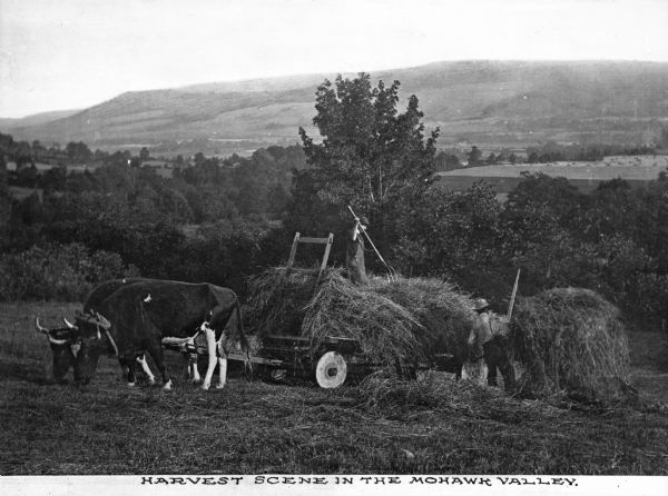 Two agricultural workers are shown loading hay onto a wagon pulled by oxen in the Mohawk Valley. Farmland and a large hill is in the background. Caption reads: "Harvest Scene In The Mohawk Valley."