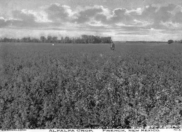A man stands in a field of alfalfa. Caption reads: "Alfalfa Crop, French, New Mexico."