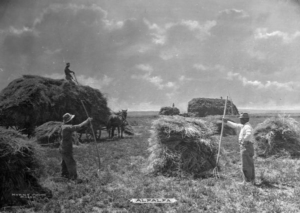 Several agricultural workers stacking alfalfa. The alfalfa is being loaded onto a horse driven wagon. In the distance, stacking machinery is being used to make a large pile of alfalfa. Caption reads: "Alfalfa."