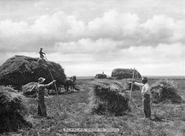 Several agricultural workers are shown stacking alfalfa. The alfalfa is being loaded onto a horse driven wagon. In the distance, stacking machinery is being used to make a large pile of alfalfa. Caption reads: "Alfalfa Crop In Idaho."