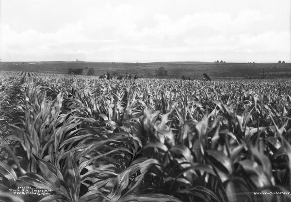 A view of a field of kaffir corn in the vicinity of Tulsa. Two men are in the distance with teams of horses. A horse-drawn vehicle is nearby.