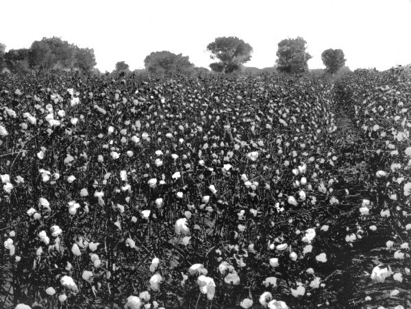 View of a cotton field, location unknown.