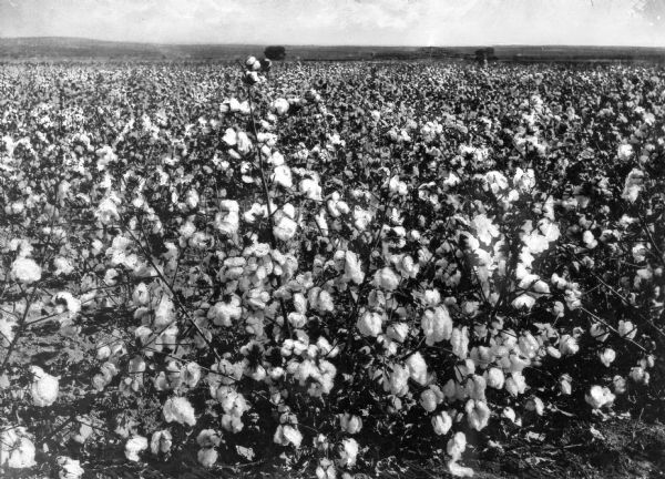 View of a cotton field in the Pecos Valley region of Texas.