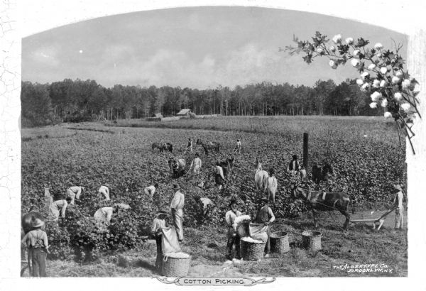 Agricultural workers harvesting cotton, location unknown. Some of the workers are using horse-drawn plows. Two small buildings are in the distance. Caption reads: "Cotton Picking."