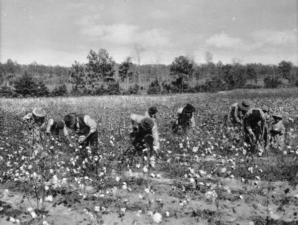 Agricultural workers picking cotton by hand. Two children are on the right side of the group.
