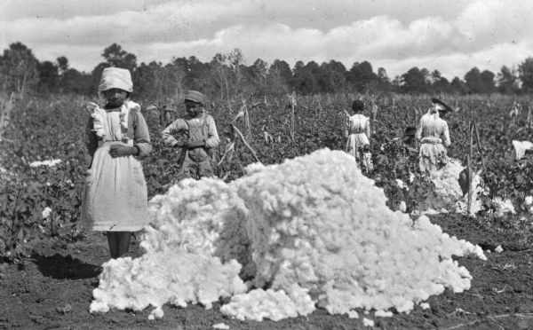 Two children pose near a pile of harvested cotton, location unknown. Nearby, another child stands next to a woman picking cotton.