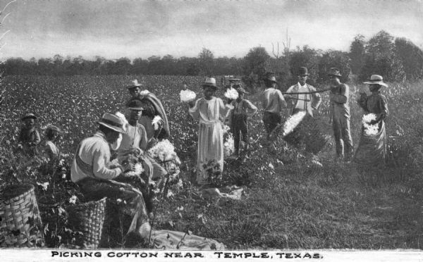 A group of agricultural workers in a cotton field near Temple. Two men use a weighing device to weigh a bushel basket full of cotton. Two small children are in the cotton field. A horse-drawn wagon is in the distance. Caption reads: "Picking Cotton Near Temple, Texas."