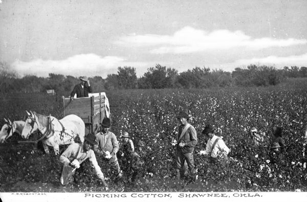 A group of agricultural workers picking cotton in the vicinity of Shawnee. Several children are in the field. The cotton is being loaded into a horse-drawn cart. Caption reads: "Picking Cotton, Shawnee, Okla."