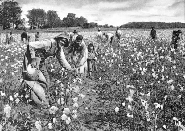 A group of agricultural workers picking cotton in a field.