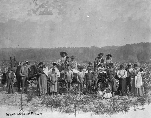 A group of agricultural workers and their children pose with a wagon full of cotton in a cotton field, location unknown. Caption reads: "In The Cotton Field."
