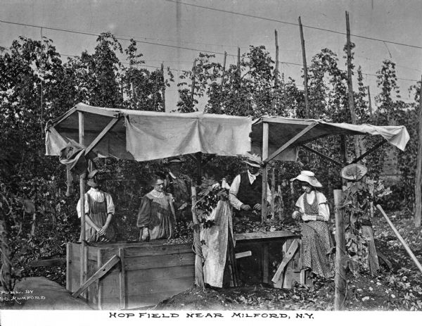 Agricultural workers are shown harvesting hops in the vicinity of Milford. The hops are being hand picked and loaded into a wooden bin. Caption reads: "Hop Field Near Milford, N.Y."
